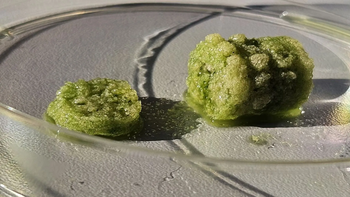 Bio-materiales cultivados en laboratorio: hongos, algas y celulosa bacteriana como nueva arquitectura viva